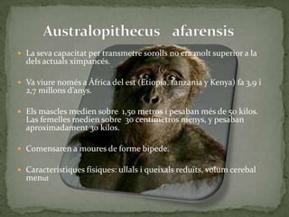 La seva capacitat per transmetre sorolls no era molt superior a la dels actuals ximpancés. Va viure només a Àfrica del est (Etiopía, tanzania y Kenya) fa 3,9 i 2,7 millons d’anys.Els mascles medien sobre  1,50 metros i pesaban més de 50 kilos. Las femelles medien sobre  30 centímetros menys, y pesaban aproximadament 30 kilos.Comensaren a moures de forme bipede.Característiques físiques: ullals i queixals reduïts, volum cerebal menutAustralopithecusafarensis