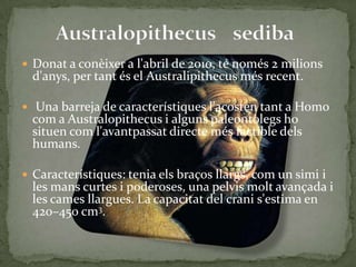 AustralopithecussedibaDonat a conèixer a l'abril de 2010, té només 2 milions d'anys, per tant és el Australipithecus més recent. Una barreja de característiques l'acosten tant a Homo com a Australopithecus i alguns paleontòlegs ho situen com l'avantpassat directe més factible dels humans.Característiques: tenia els braços llargs, com un simi i les mans curtes i poderoses, una pelvis molt avançada i les cames llargues. La capacitat del crani s'estima en 420–450 cm3.
