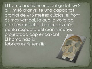 El homo habilis té una antiguitat de 2 a 1 milió d’anys, té una capacitat cranial de 645 metres cúbics, el front és mes vertical, ja que la volta de crani és mes alta. La cara és més petita respecte del crani i menys projectada cap endavant.El homo habilis fabrica estris senzills.