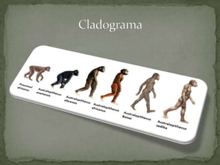 Cladograma