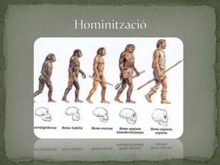 Psicologia    Estructura social molt complexa    Capacitat cranial molt elevada    El cervell humà és el més intel·ligent de totes les espècies conegudes. 