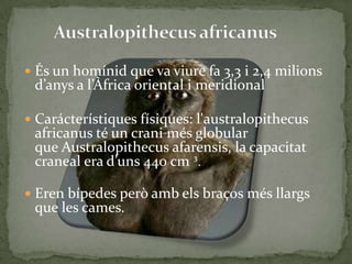 Australopithecusafricanus,[object Object],És un homínid que va viure fa 3,3 i 2,4 milions d’anys a l’Àfrica oriental i meridional,[object Object],Carácterístiques físiques: l'australopithecusafricanus té un crani més globular que Australopithecusafarensis, la capacitat craneal era d’uns 440 cm ³.,[object Object],Eren bípedes però amb els braços més llargs que les cames.,[object Object]