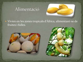 Vivien en les zones tropicals d'Àfrica, alimentant-se de fruites i fulles.,[object Object],Alimentació,[object Object]