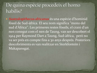 Australopithecusafricanus és una espècie d'homínid fòssil de Sud-àfrica. El seu nom significa "mono del sud d'Àfrica". Les primeres restes fòssils, el crani d'un nen conegut com el nen de Taung, van ser descobert el 1924 per RaymondDart a Taung, Sud-àfrica,  però no va ser prés en compte fins a 30 anys després. Posteriors descobriments es van realitzar en Sterkfontein i Makapansgat.,[object Object],De quina espècieprocedeix el homo habilis?,[object Object]