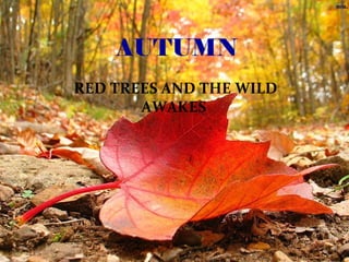 AUTUMN
RED TREES AND THE WILD
AWAKES

 