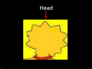 Head