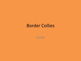 Border Collies
Conde
 