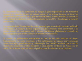 El cannabinol tiene la capacidad de apagar el gen responsable de la metástasis
presente en muchas formas de cáncer agresivo. Al mismo tiempo, no tiene las
propiedades psicoactivas de la planta de marihuana. Puede prevenir el cáncer así
como reducir la diabetes insulinodependiente por un 58% y los ataques al corazón
por un 66%.
La capacidad del Cannabinol ha sido apoyada por un estudio reciente realizado
en España. Un equipo médico español condujo pruebas para comprobar si se
podía detener el crecimiento del el cáncer multiforme gliobastoma cortando su
flujo sanguíneo por medio del uso de marihuana medicinal.
El cáncer de gliobastoma multiforme es uno de los más difíciles de tratar.
Normalmente no suele responder a los tratamientos de cáncer convencionales
como la cirugía, quimioterapia y radioterapia. Los científicos sabían que el uso de
marihuana medicinal podía bloquear el crecimiento continuo de venas en un
ratón. No obstante, querían saber si podría pasar lo mismo con un paciente.
 