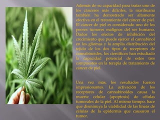 Además de su capacidad para tratar uno de
los cánceres más difíciles, la marihuana
también ha demostrado ser altamente
efectiva en el tratamiento del cáncer de piel.
El cáncer de piel es considerado uno de los
peores tumores malignos del ser humano.
Dados los efectos de inhibición del
crecimiento que puede ejercer el cannabinol
en los gliomas y la amplia distribución del
tejido de los dos tipos de receptores de
cannabinoides, los científicos han estudiado
la capacidad potencial de estos tres
compuestos en la terapia de tratamiento de
cáncer de piel.
Una vez más, los resultados fueron
impresionantes. La activación de los
receptores de cannabinoides causa la
muerte celular (apoptosis) de células
tumorales de la piel. Al mismo tiempo, hace
que disminuya la viabilidad de las líneas de
células de la epidermis que causaron el
tumor.
 