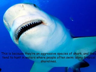 This is because they’re an aggressive species of shark, and they
tend to hunt in waters where people often swim: along tropical
shorelines.
 
