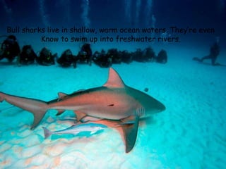 Bull sharks live in shallow, warm ocean waters. They’re even
Know to swim up into freshwater rivers.
 