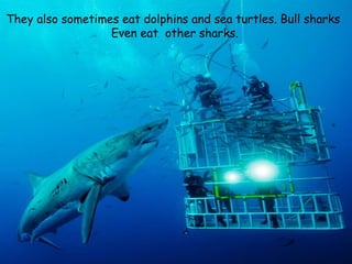 They also sometimes eat dolphins and sea turtles. Bull sharks
Even eat other sharks.
 