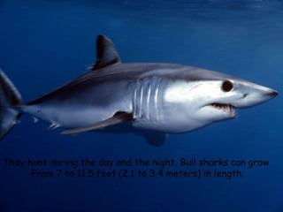 They hunt during the day and the night. Bull sharks can grow
From 7 to 11.5 feet (2.1 to 3.4 meters) in length.
 