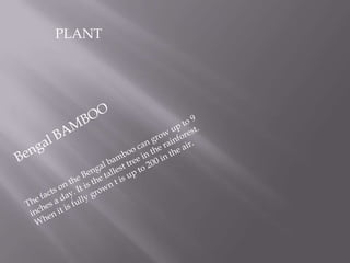 PLANT