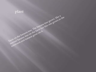 plant