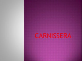 CARNISSERA
 