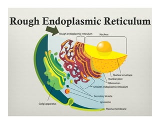 Rough Endoplasmic Reticulum
 