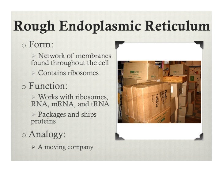 endoplasmic reticulum analogy