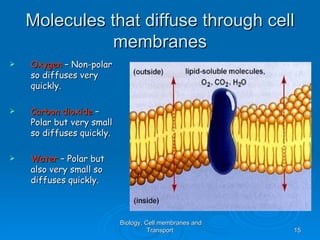 Molecules that diffuse through cell
               membranes
   Oxygen – Non-polar
    so diffuses very
    quickly.

   Carbon dioxide –
    Polar but very small
    so diffuses quickly.

   Water – Polar but
    also very small so
    diffuses quickly.



                           Biology, Cell membranes and
                                     Transport           15
 
