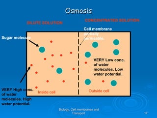 Osmosis
                                                  CONCENTRATED SOLUTION
            DILUTE SOLUTION
                                                 Cell membrane
                                                 partially
Sugar molecule                                   permeable.




                                                        VERY Low conc.
                                                        of water
                                                        molecules. Low
                                                        water potential.


VERY High conc.                                      Outside cell
                   Inside cell
of water
molecules. High
water potential.
                                 Biology, Cell membranes and
                                           Transport                       17
 