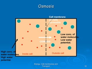 Osmosis

                                                 Cell membrane
                                                 partially
                                                 permeable.




                                                               Low conc. of
                                                               water molecules.
                                                               Low water
                                       OSMOSIS                 potential.


High conc. of
                   Inside cell                       Outside cell
water molecules.
High water
potential.
                                 Biology, Cell membranes and
                                           Transport                              18
 