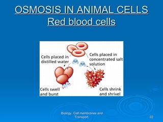 OSMOSIS IN ANIMAL CELLS
    Red blood cells




       Biology, Cell membranes and
                 Transport           22
 