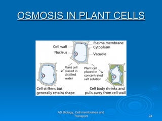 OSMOSIS IN PLANT CELLS




      AS Biology, Cell membranes and
                 Transport             24
 