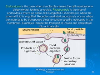 Endocytosis is the case when a molecule causes the cell membrane to
      bulge inward, forming a vesicle. Phagocytosis is the type of
 endocytosis where an entire cell is engulfed. Pinocytosis is when the
external fluid is engulfed. Receptor-mediated endocytosis occurs when
the material to be transported binds to certain specific molecules in the
 membrane. Examples include the transport of insulin and cholesterol
                             into animal cells.




                         AS Biology, Cell membranes and
                                    Transport                           30
 