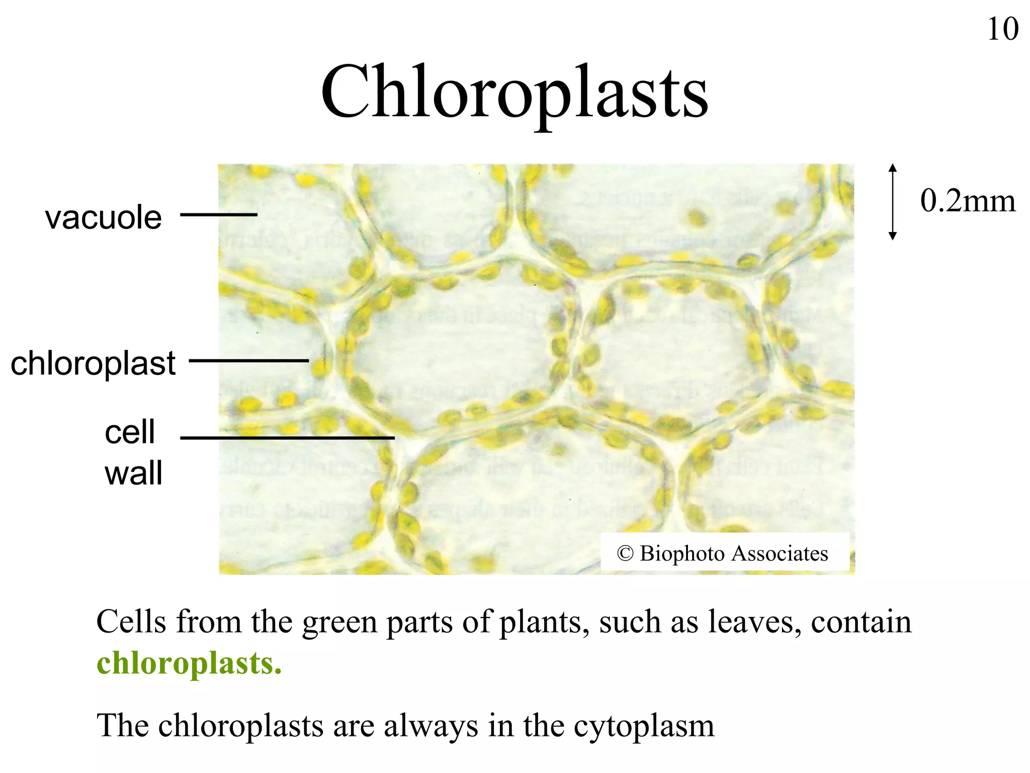 Chloroplasts Cells from the green parts of plants, such as leaves, contain  chloroplasts. The chloroplasts are always in the cytoplasm vacuole chloroplast cell wall ©  Biophoto Associates 0.2mm 10 