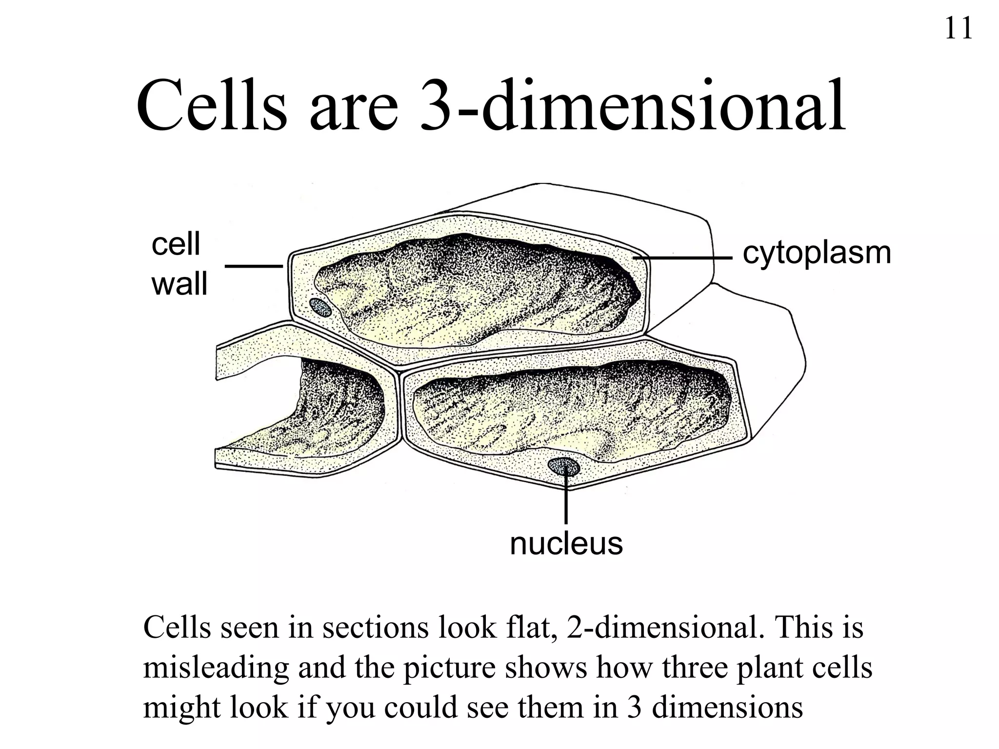 Cells are 3-dimensional Cells seen in sections look flat, 2-dimensional. This is misleading and the picture shows how three plant cells might look if you could see them in 3 dimensions cell wall cytoplasm nucleus 11 
