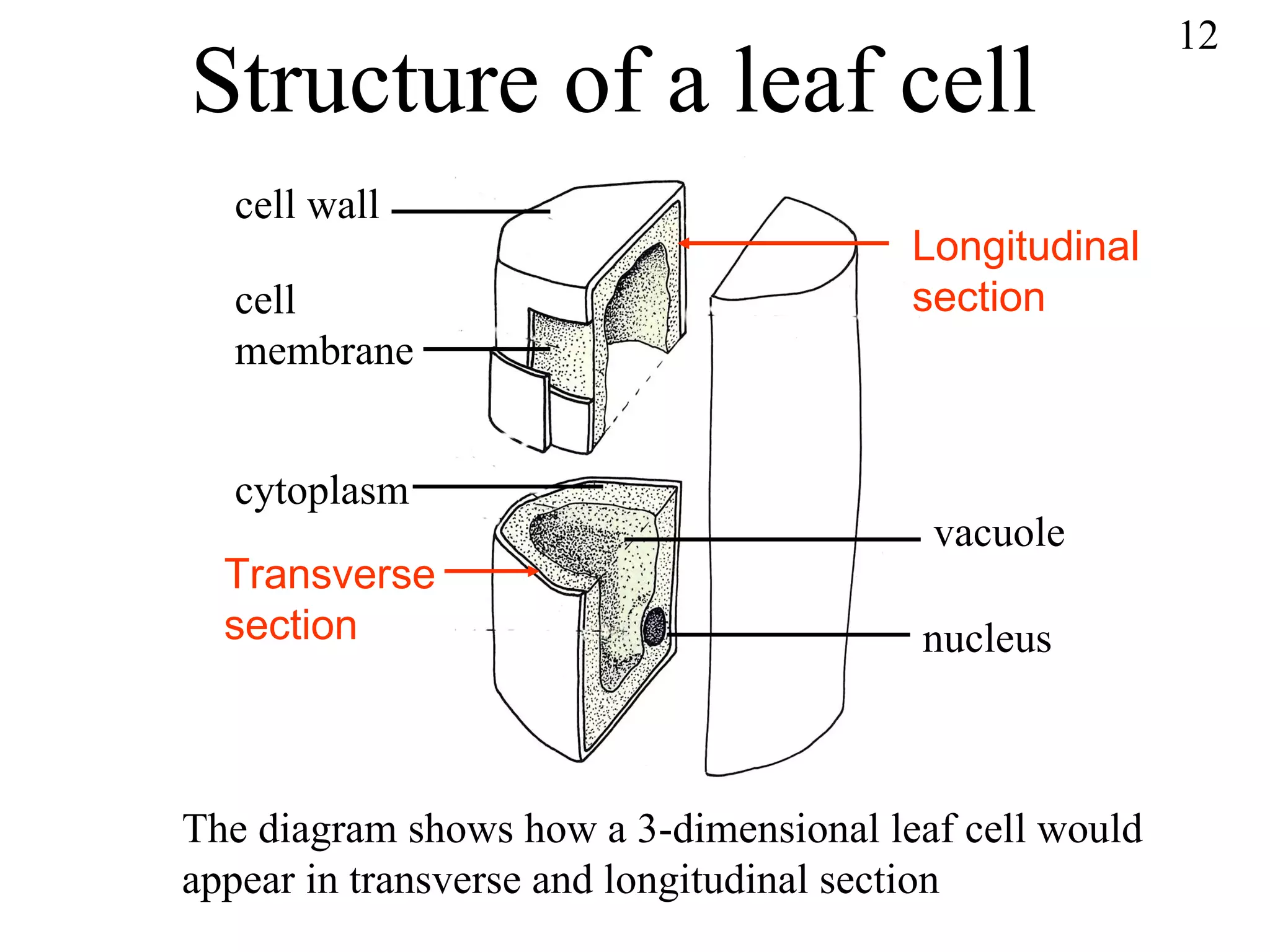 Structure of a leaf cell cell wall cell membrane cytoplasm Longitudinal section Transverse section vacuole nucleus The diagram shows how a 3-dimensional leaf cell would appear in transverse and longitudinal section 12 