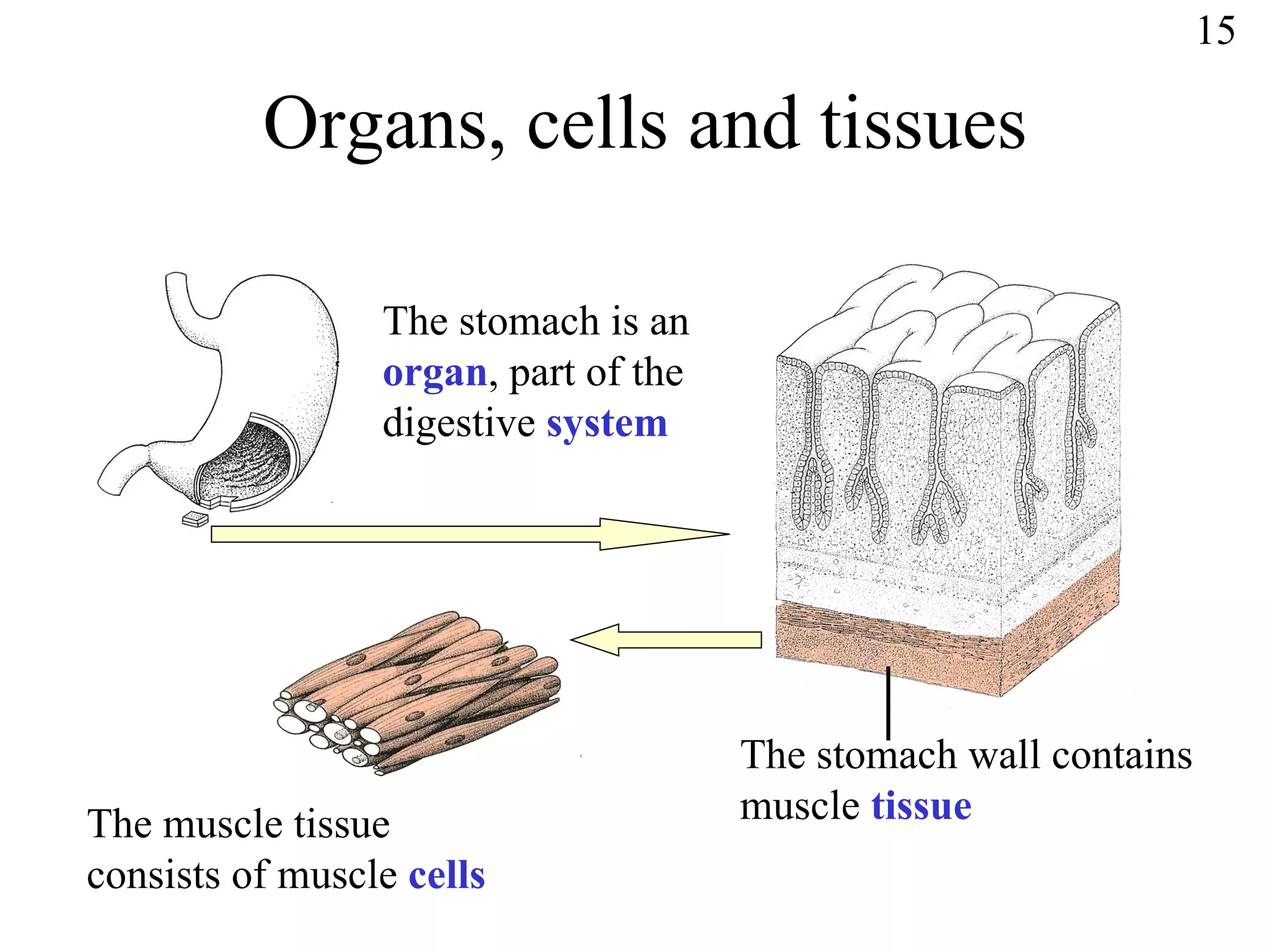 Organs, cells and tissues The stomach is an  organ , part of the digestive  system The stomach wall contains muscle  tissue The muscle tissue consists of muscle  cells 15 