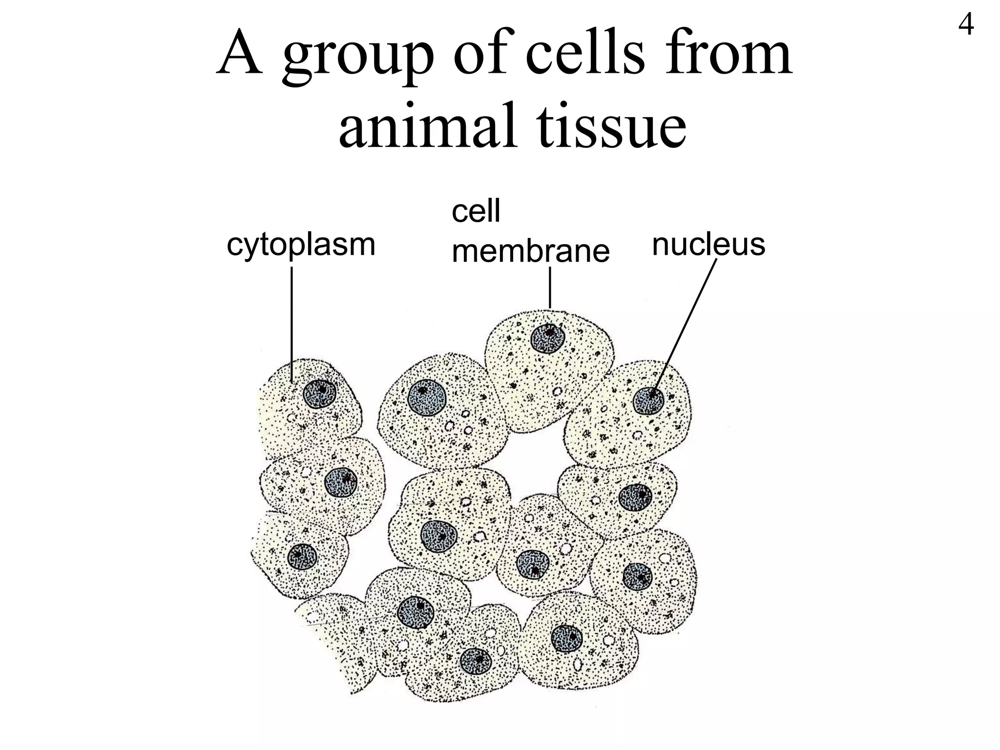 A group of cells from  animal tissue cytoplasm cell membrane nucleus 4 