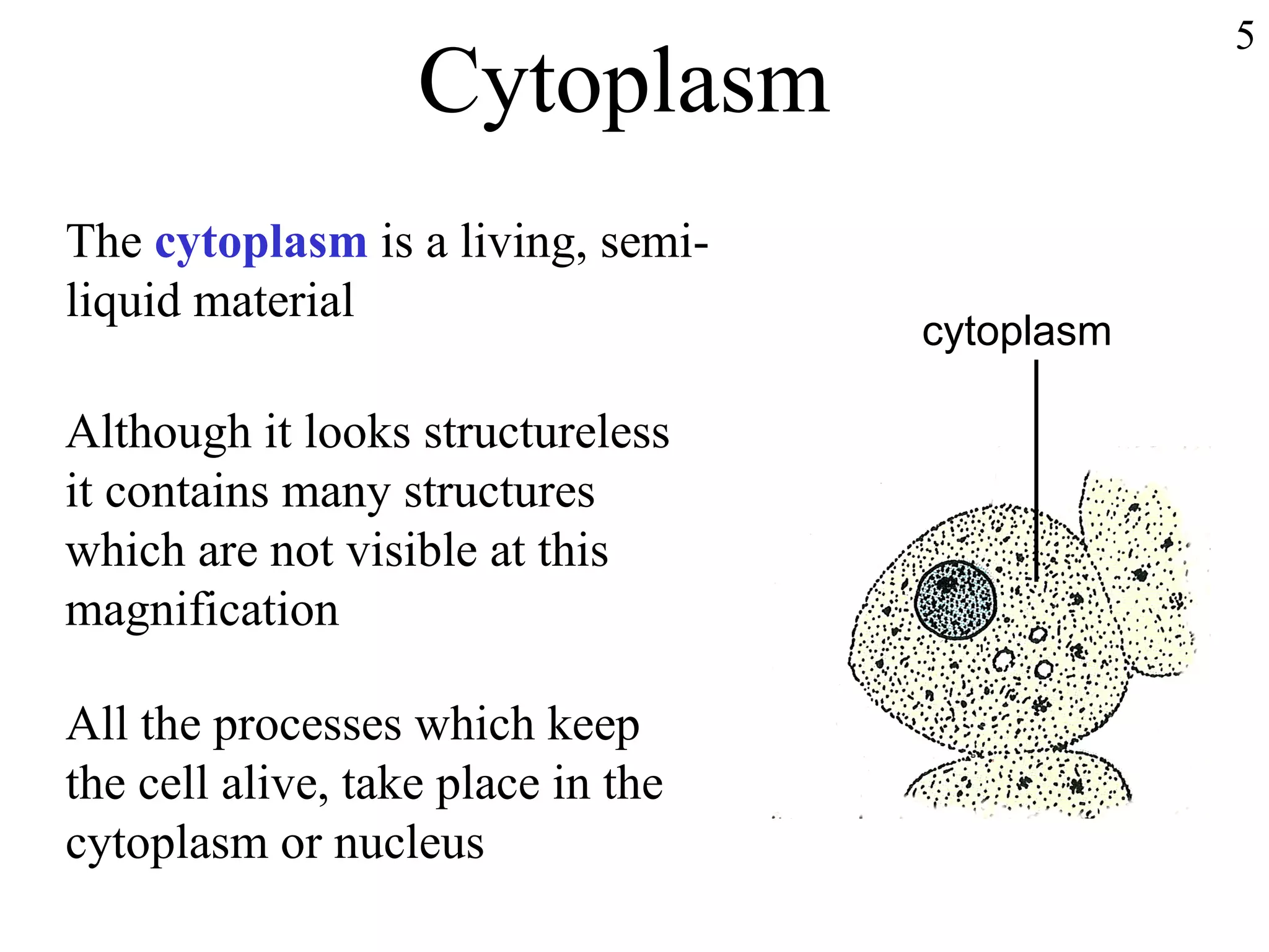 Cytoplasm 5 The  cytoplasm  is a living, semi-liquid material Although it looks structureless it contains many structures  which are not visible at this magnification All the processes which keep  the cell alive, take place in the  cytoplasm or nucleus cytoplasm 