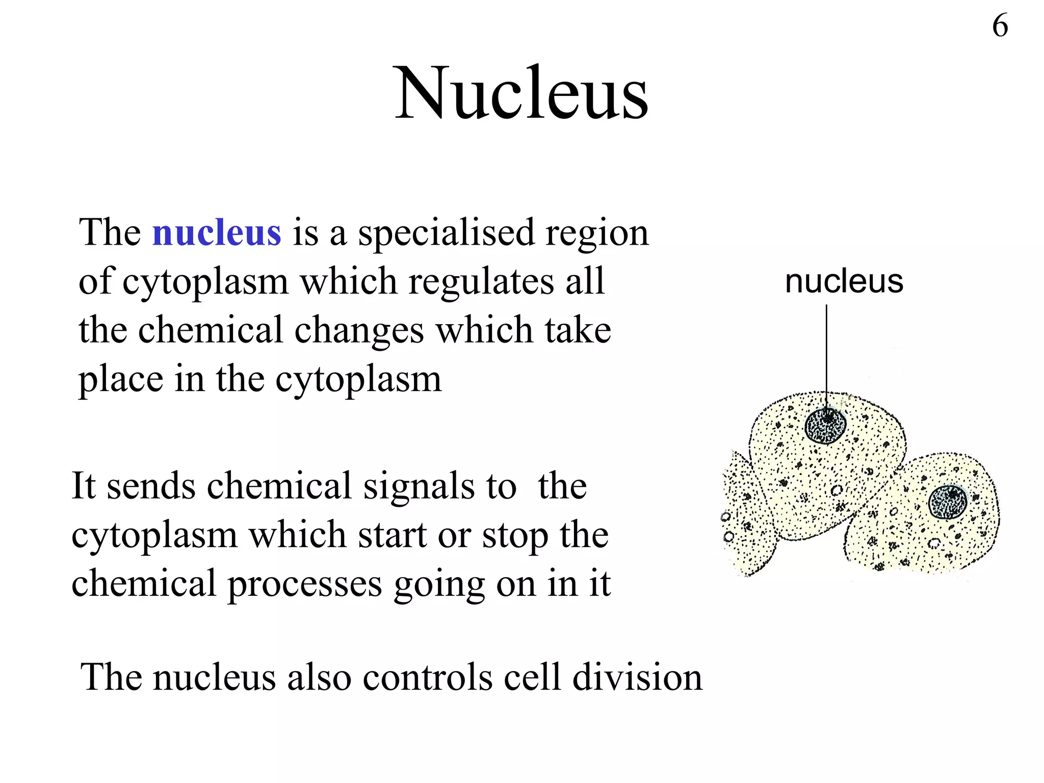 Nucleus 6 The  nucleus  is a specialised region  of cytoplasm which regulates all the chemical changes which take place in the cytoplasm It sends chemical signals to  the cytoplasm which start or stop the chemical processes going on in it The nucleus also controls cell division nucleus 