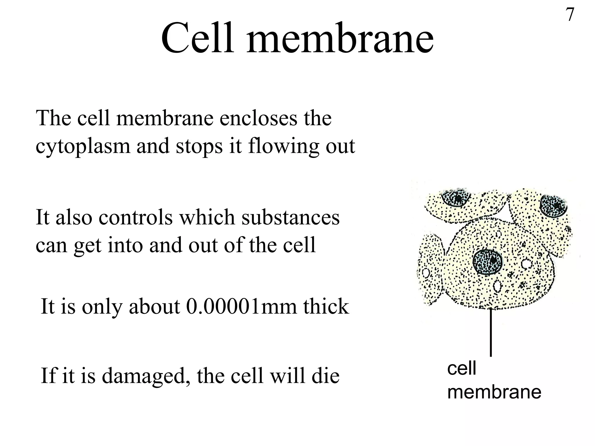 Cell membrane 7 The cell membrane encloses the cytoplasm and stops it flowing out It also controls which substances can get into and out of the cell It is only about 0.00001mm thick If it is damaged, the cell will die cell membrane 