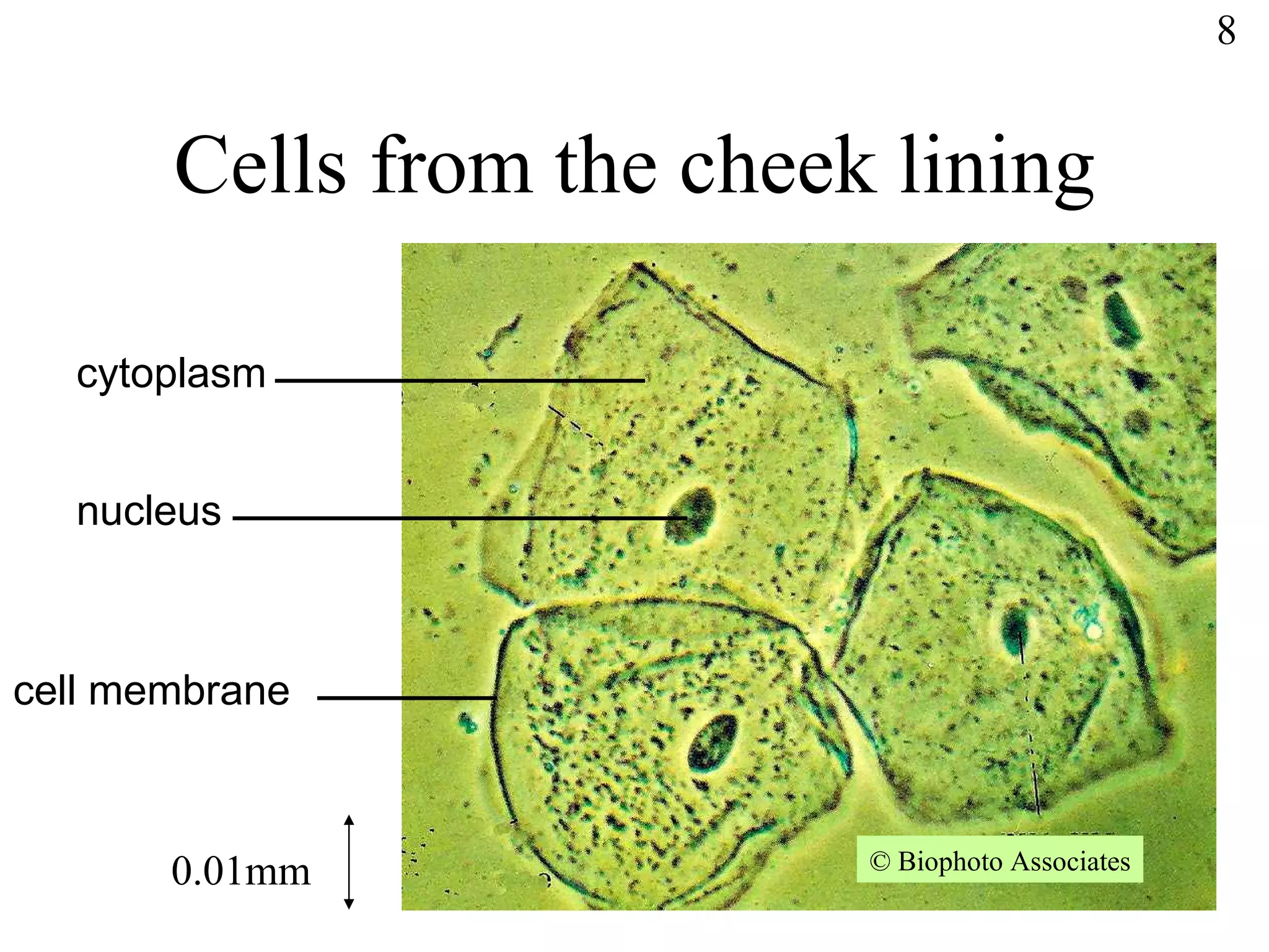 Cells from the cheek lining ©  Biophoto Associates cytoplasm nucleus cell membrane 0.01mm 8 