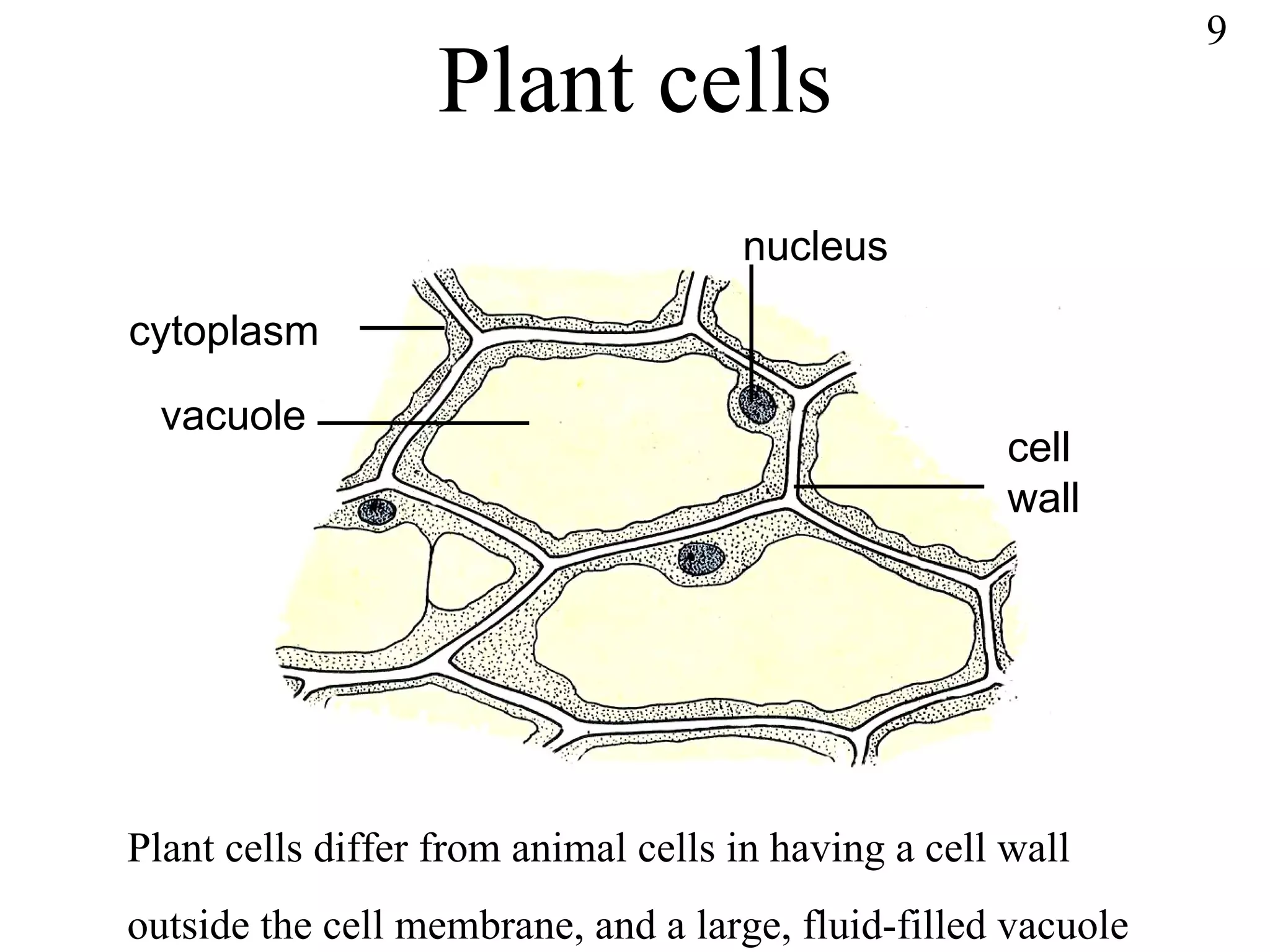 Plant cells Plant cells differ from animal cells in having a cell wall  outside the cell membrane, and a large, fluid-filled vacuole nucleus cell wall cytoplasm vacuole 9 