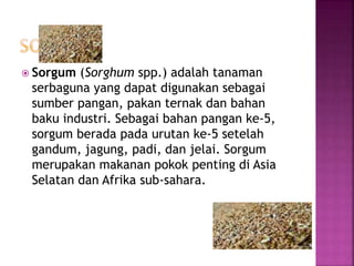  Sorgum (Sorghum spp.) adalah tanaman 
serbaguna yang dapat digunakan sebagai 
sumber pangan, pakan ternak dan bahan 
baku industri. Sebagai bahan pangan ke-5, 
sorgum berada pada urutan ke-5 setelah 
gandum, jagung, padi, dan jelai. Sorgum 
merupakan makanan pokok penting di Asia 
Selatan dan Afrika sub-sahara. 
 