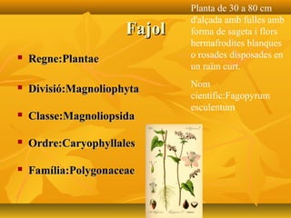 FajolFajol
 Regne:PlantaeRegne:Plantae
 Divisió:MagnoliophytaDivisió:Magnoliophyta
 Classe:MagnoliopsidaClasse:Magnoliopsida
 Ordre:CaryophyllalesOrdre:Caryophyllales
 Família:PolygonaceaeFamília:Polygonaceae
Planta de 30 a 80 cm
d'alçada amb fulles amb
forma de sageta i flors
hermafrodites blanques
o rosades disposades en
un raïm curt.
Nom
científic:Fagopyrum
esculentum
 