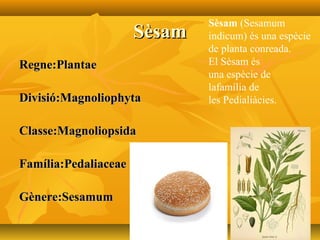 SèsamSèsam
Regne:PlantaeRegne:Plantae
Divisió:MagnoliophytaDivisió:Magnoliophyta
Classe:MagnoliopsidaClasse:Magnoliopsida
Família:PedaliaceaeFamília:Pedaliaceae
Gènere:SesamumGènere:Sesamum
Sèsam (Sesamum
indicum) és una espècie
de planta conreada.
El Sèsam és
una espècie de
lafamília de
les Pedialiàcies.
 