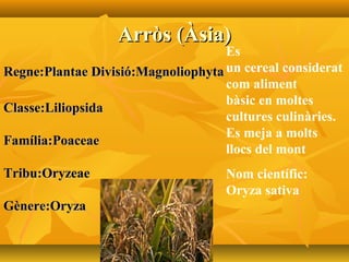 Arròs (Àsia)Arròs (Àsia)
Regne:Plantae Divisió:MagnoliophytaRegne:Plantae Divisió:Magnoliophyta
Classe:LiliopsidaClasse:Liliopsida
Família:PoaceaeFamília:Poaceae
Tribu:OryzeaeTribu:Oryzeae
Gènere:OryzaGènere:Oryza
Es
un cereal considerat
com aliment
bàsic en moltes
cultures culinàries.
Es meja a molts
llocs del mont
Nom científic:
Oryza sativa
 