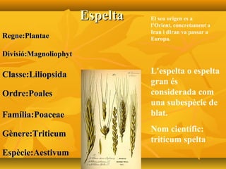 EspeltaEspelta
Regne:PlantaeRegne:Plantae
Divisió:MagnoliophytDivisió:Magnoliophyt
Classe:LiliopsidaClasse:Liliopsida
Ordre:PoalesOrdre:Poales
Família:PoaceaeFamília:Poaceae
Gènere:TriticumGènere:Triticum
Espècie:AestivumEspècie:Aestivum
L'espelta o espelta
gran és
considerada com
una subespècie de
blat.
Nom científic:
triticum spelta
El seu origen es a
l’Orient, concretament a
Iran i dIran va passar a
Europa.
 