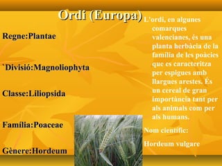 Ordi (Europa)Ordi (Europa)
Regne:PlantaeRegne:Plantae
`Divisió:Magnoliophyta`Divisió:Magnoliophyta
Classe:LiliopsidaClasse:Liliopsida
Família:PoaceaeFamília:Poaceae
Gènere:HordeumGènere:Hordeum
L'ordi, en algunes
comarques
valencianes, és una
planta herbàcia de la
família de les poàcies
que es caracteritza
per espigues amb
llargues arestes. És
un cereal de gran
importància tant per
als animals com per
als humans.
Nom científic:
Hordeum vulgare
 
