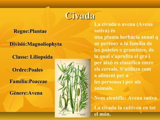 CivadaCivada
Regne:PlantaeRegne:Plantae
Divisió:MagnoliophytaDivisió:Magnoliophyta
Classe: LiliopsidaClasse: Liliopsida
Ordre:PoalesOrdre:Poales
Família:PoaceaeFamília:Poaceae
Gènere:AvenaGènere:Avena
La civada o avena (Avena
sativa) és
una planta herbàcia anual q
ue pertany a la família de
les poàcies o gramínies, de
la qual s'aprofita el gra i
per això es classifica entre
els cereals. S'utilitza com
a aliment per a
les persones i per als
animals.
Nom científic: Avena sativa
La civada la cultiven en tot
el món.
 