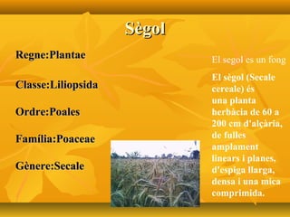 SègolSègol
Regne:PlantaeRegne:Plantae
Classe:LiliopsidaClasse:Liliopsida
Ordre:PoalesOrdre:Poales
Família:PoaceaeFamília:Poaceae
Gènere:SecaleGènere:Secale
El segol es un fong
El sègol (Secale 
cereale) és 
una planta 
herbàcia de 60 a 
200 cm d'alçària, 
de fulles 
amplament 
linears i planes, 
d'espiga llarga, 
densa i una mica 
comprimida. 
 