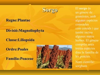 SorgoSorgo
Regne:PlantaeRegne:Plantae
Divisió:MagnoliophytaDivisió:Magnoliophyta
Classe:LiliopsidaClasse:Liliopsida
Ordre:PoalesOrdre:Poales
Família:PoaceaeFamília:Poaceae
El sorgo és
un gènere de
gramínies, amb
algunes espècies
conreades
com cereals i que
també inclou
algunes males
herbes. El gènere
comprèn unes
trenta espècies
dins la família de
les poàcies.
Nom científic:
sorghum
 