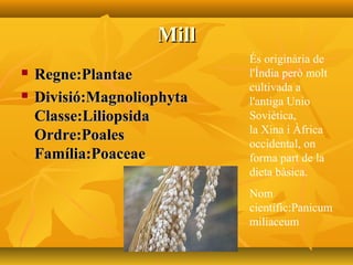 MillMill
 Regne:PlantaeRegne:Plantae
 Divisió:MagnoliophytaDivisió:Magnoliophyta
Classe:LiliopsidaClasse:Liliopsida
Ordre:PoalesOrdre:Poales
Família:PoaceaeFamília:Poaceae
És originària de
l'Índia però molt
cultivada a
l'antiga Unio
Soviètica,
la Xina i Àfrica
occidental, on
forma part de la
dieta bàsica.
Nom
científic:Panicum
miliaceum
 