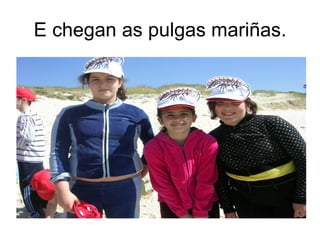 E chegan as pulgas mariñas.
 
