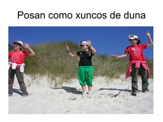 Posan como xuncos de duna
 